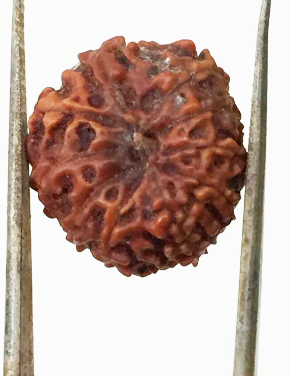 10 Mukhi Certified Rudraksha (Indonesia Origin)